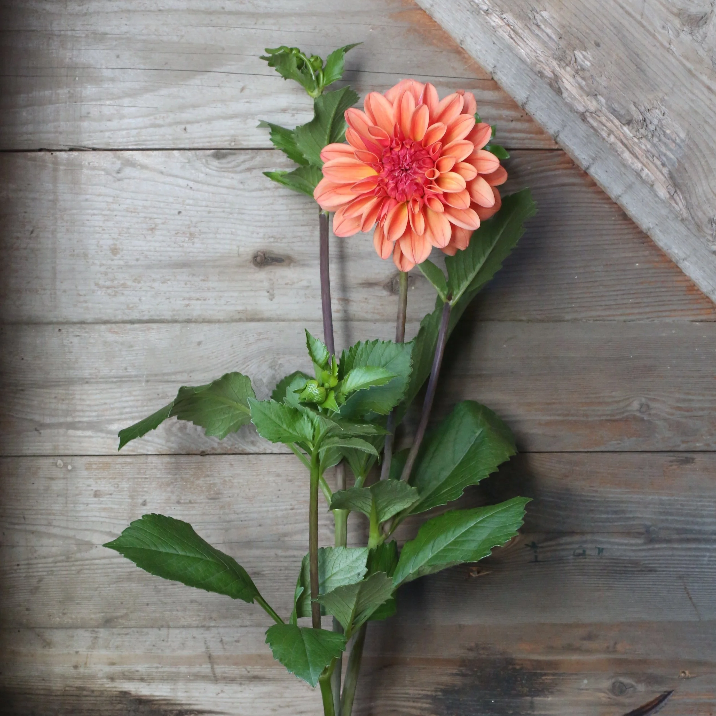 Dahlia Ferncliff Copper (FCC) 3 Tubers — Dahlia Shed